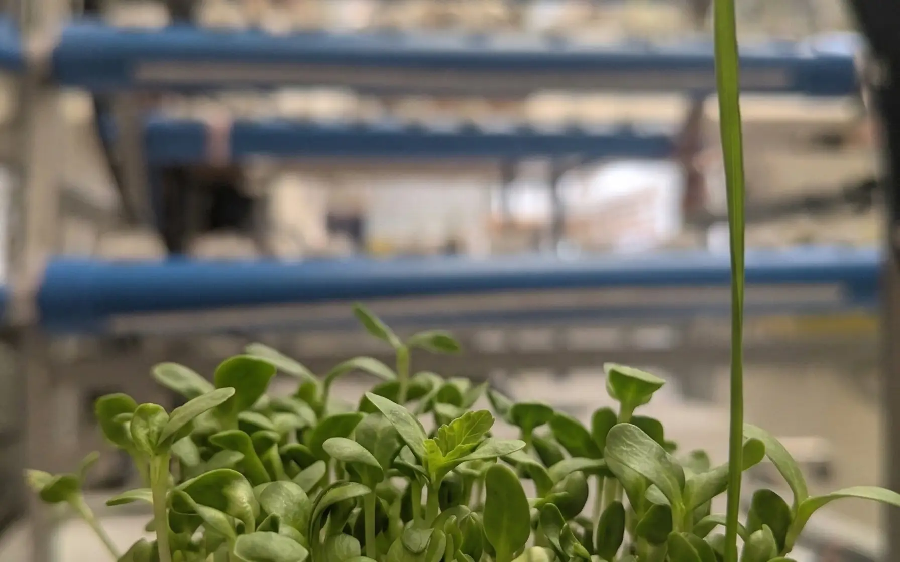SmartGrow